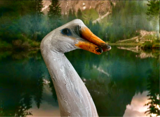 Schwan1