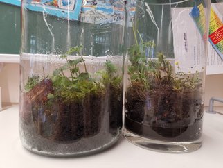 Wald_im_Glas2
