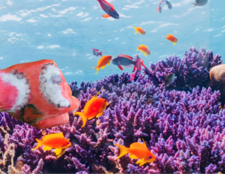 Nemo2